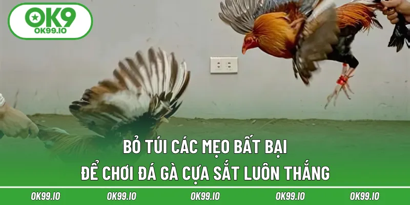 Bỏ túi các mẹo bất bại để chơi đá gà cựa sắt luôn thắng