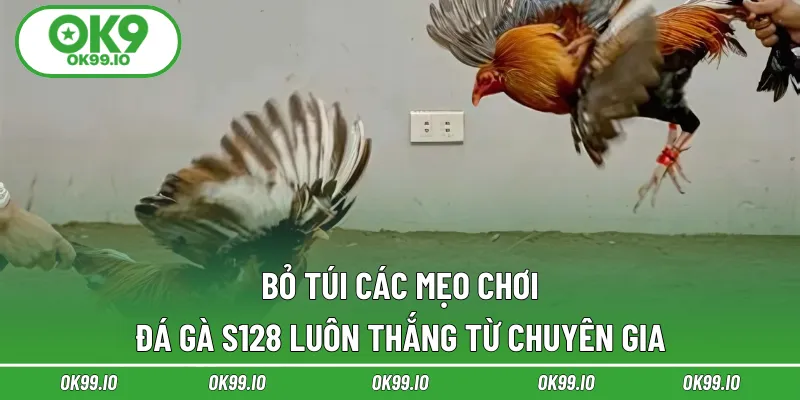Bỏ túi các mẹo chơi đá gà S128 luôn thắng từ chuyên gia