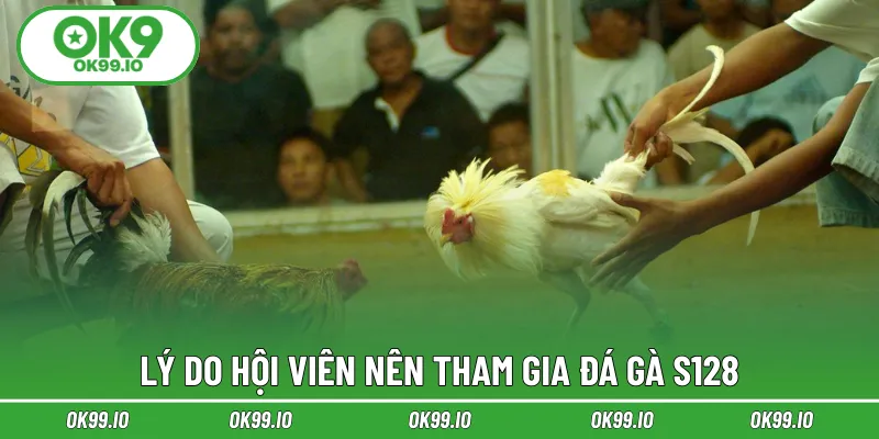 Lý do hội viên nên tham gia đá gà S128